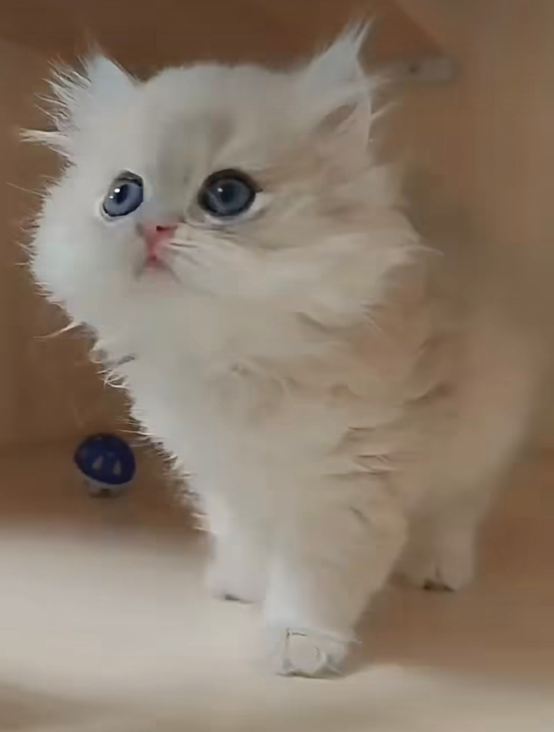 桃園妙來貓舍的英國短毛貓幼貓 好萌