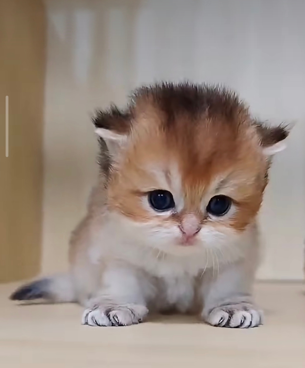 桃園妙來貓舍的英國短毛貓幼貓 拿鐵