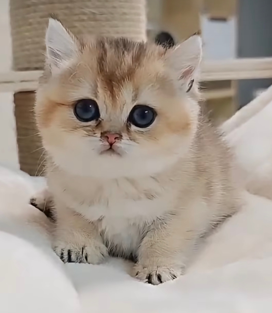 桃園妙來貓舍的英國短毛貓幼貓 熊美