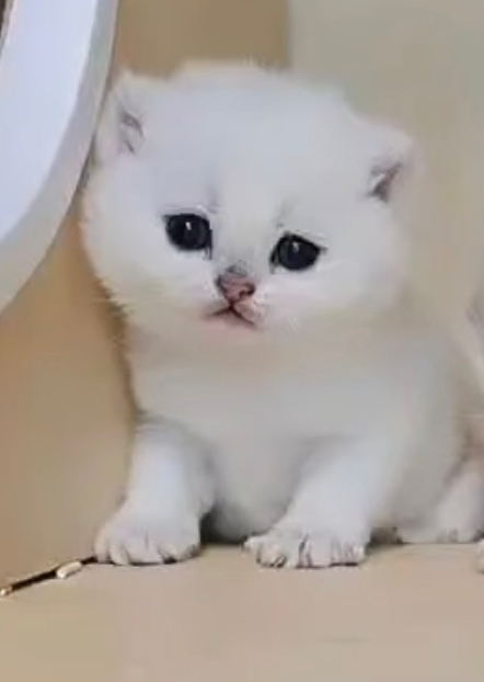 桃園妙來貓舍的英國短毛貓幼貓 甜美