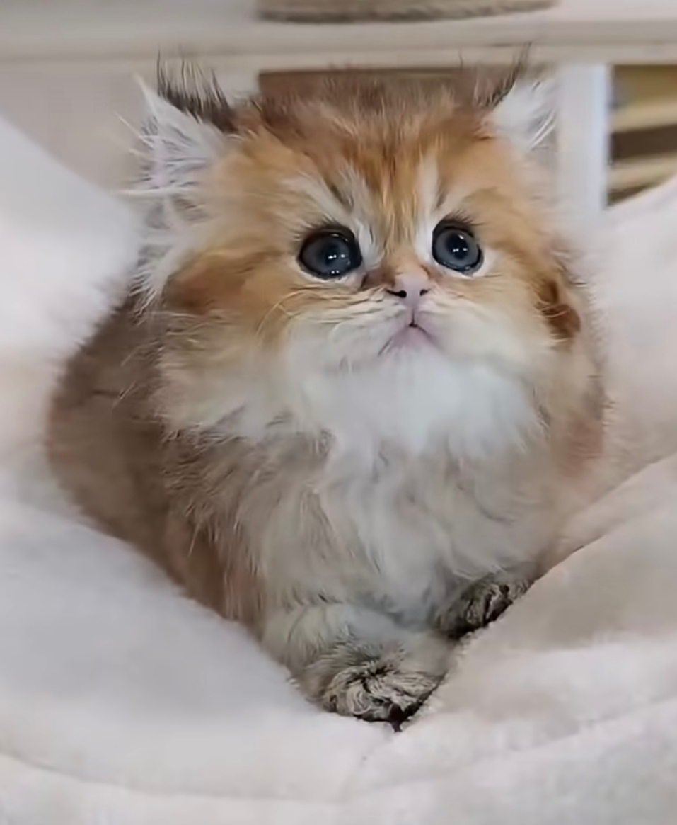 桃園妙來貓舍的英國短毛貓幼貓 黑咖